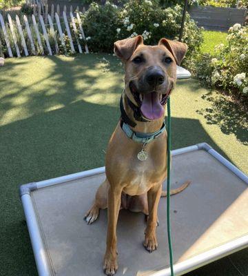 Coffey House Dog Training