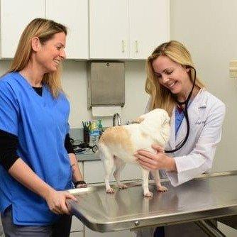 Town & Country Animal Hospital