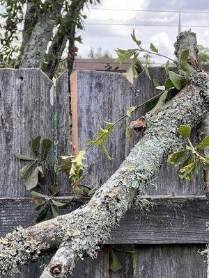 L and L Tree Service