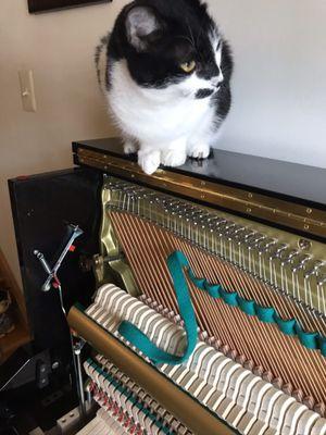 Frederick Piano Service