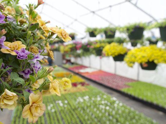 Sorbello Girls Farm Market