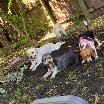 Curlys Dog Hairstyle