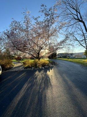 Leo and Sons Landscaping