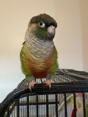 Our happy conure