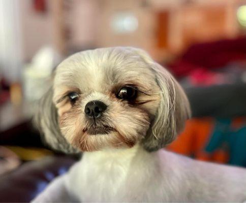 Gulf Gate Animal Hospital