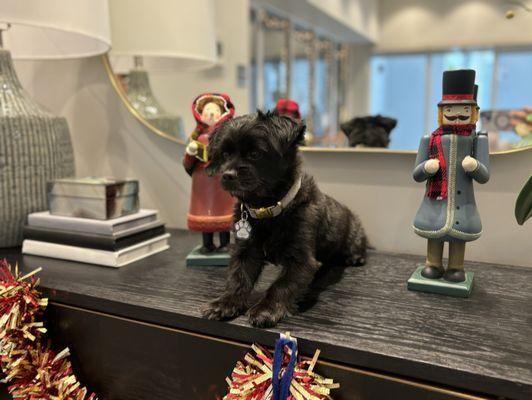 Wet Paws Mobile Grooming