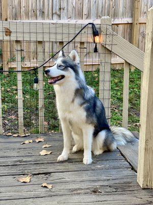 Shaggy Chic Pet Grooming