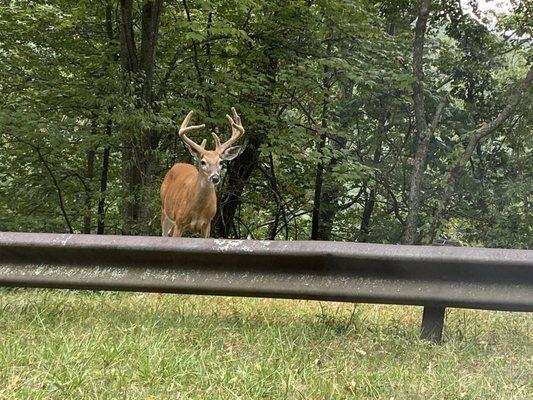 Deer along the roadside on Massanutten Mountain