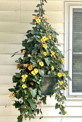 Strawberry Hill Farms