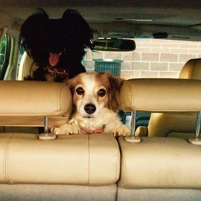 Paw Benders Dog Walking