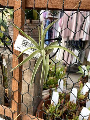 Stauffers Of Kissel Hill Home & Garden