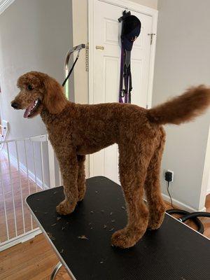 Cedar Creek Dog Grooming