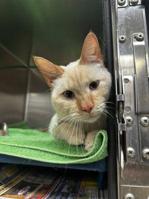 Salsa's Legacy Rescue