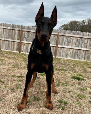 Midfield Animal Clinic