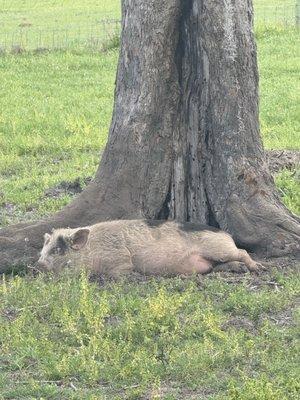 Critter Creek Farm Sanctuary