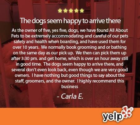 All About Pets