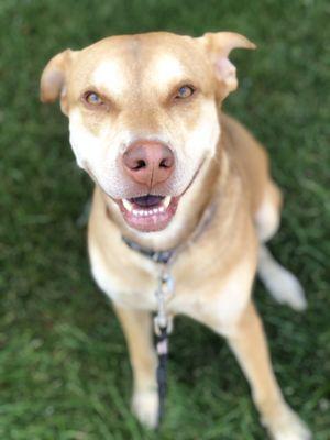 Happy Tails Zionsville