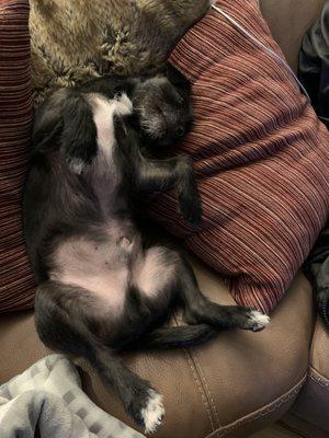 Eastside Veterinary Associates - Kirkland