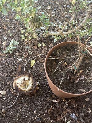 Promenade Apartments