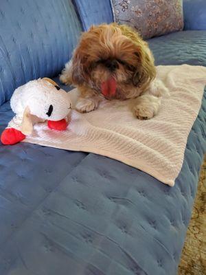 Dixboro Veterinary Dental & Medical Center