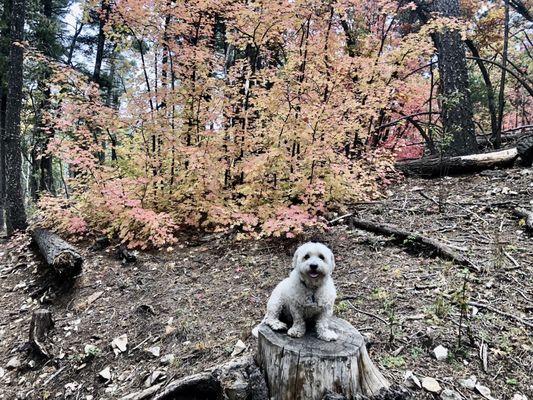 Osha Trail Trailhead