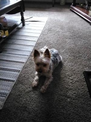 Connie's Pet Grooming