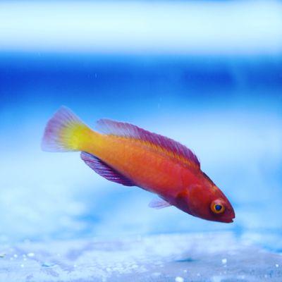 Magma Fairy Wrasse