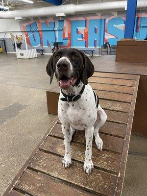 Wasatch Hollow Animal Hospital