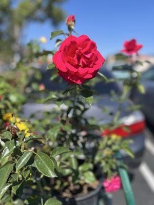 Armstrong Garden Centers