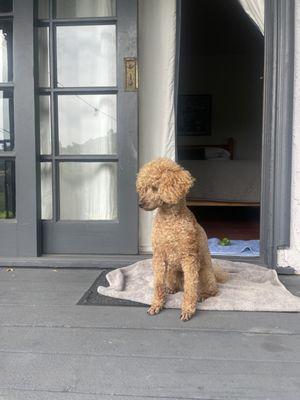 VIP Mobile Dog Grooming