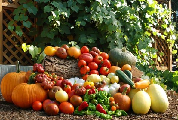 Large Summer Harvest