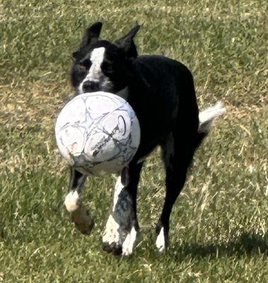 Playing soccer fetch with Jack