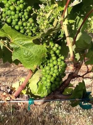 Moody Tollbridge Winery Co