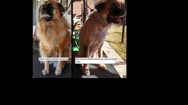 Val's Mobile Grooming