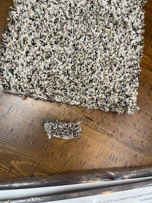 Sunfresh Carpet Cleaning LLC