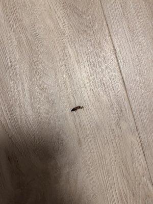 Bug of some sort