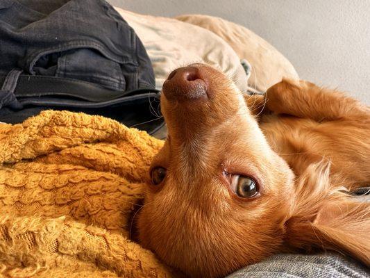 Companion Animal Hospital