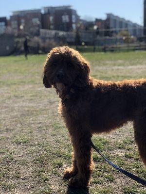 David standing in the park area.