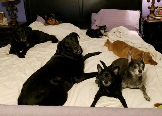 Kristi's Critter Care