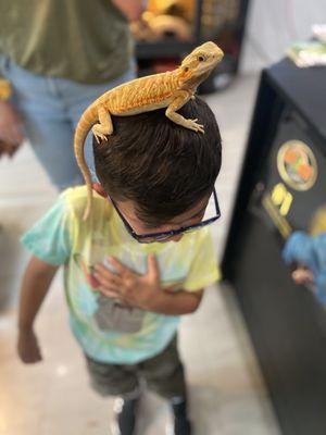 My son with his first encounter with a bearded dragon.