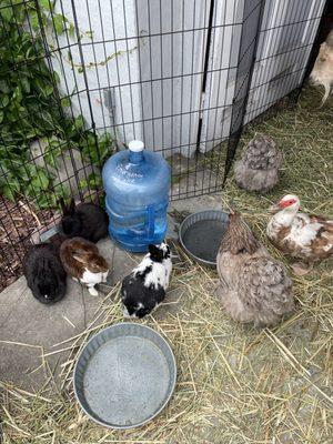 Little Explorers Mobile Petting Zoo