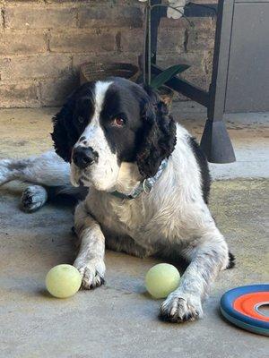 Pavillion Animal Hospital