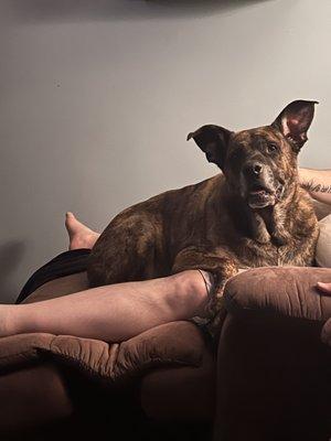 Little River Pet Resort