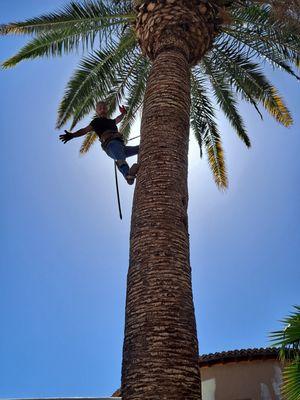 Blue Cactus Palm Tree Trimming