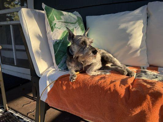 Alison Animal Hospital