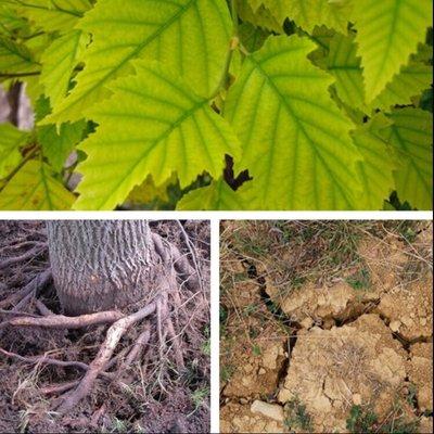 Emerald Tree Care