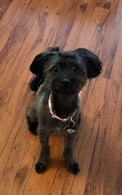 Stylin' Doggy Mobile Pet Grooming