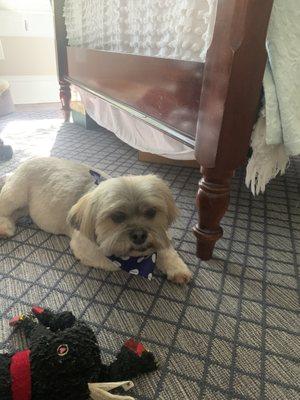 Gold Standard Dog Grooming