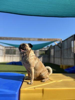 Embassy Veterinary Center