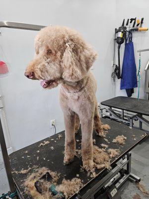 Shake And Tail Dog Grooming